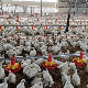  High Quality Automatic Chicken House Broiler Shed Poultry Farming/Farm Machine/Equipment