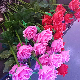  Outdoor Decotation Garden Decoration Light Decorative Light Flower Rose Light