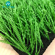  Road Carpet Grass Garden Ornaments Soccer Artificial Grass 10-60mm Synthetic Turf