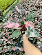  Philodendron Pink Princess Marble Tissue Culture/Young Plants