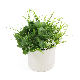  Sunwing Wholesale Artificial Tree Branches Potted Plant Bonsai for Cafe Table Decoration