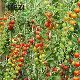  HDPE Plastic PP Nylon Cucumber Climbing Creeper Plant Support Net for Plants