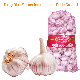 High Quality Fresh Normal White Garlic From Direct Chinese Farm