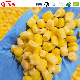 IQF Frozen Corn Kernel/Canned Corn/Whole COB Corn