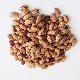  Hot Sale Organic Light Speckled Kidney Beans with Export Kidney Beans