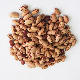 Hot Sale Organic Light Speckled Kidney Beans with Export Kidney Beans