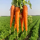 Fresh Carrot S in 4kg Carton