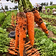  Chinese New Crop Shandong Carrot Coming