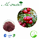  ISO & Halal Certified Herbal Extract Cranberry Juice Concentrate Cranberry Powder Cranberry Extract with PAC 25%