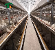  Factory Price Automatic Galvanized Farm Equipment Livestock Poultry Bird Battery Chicken Cages for Feeding Drinking for Chicken House/Broiler/Breeder/Layer
