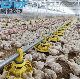 Poultry Farm House Agricultural Machinery Automatic Broiler Plastic Feeding Pan System