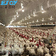  Steel Structure Chicken Machine Ground Farming Equipment Poultry Broiler Drinker