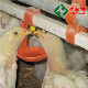 Automatic Chicken Nipple Drinkers for Poultry in Africa