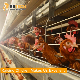 Chicken Bird Automatic Galvanized Battery Laying Hens Chicken Layer Cage