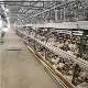 Chicken Farming/Farm Equipment/Machine Broiler Layer High Rate Baby Chicken Cage manufacturer
