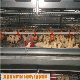 Poultry Farm/ Farming Chicken Layer Rearing Cage for Pullet Chicks Baby Chicken House manufacturer