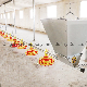 Poultry Farming Flooring Raising System for Broiler with Automatic Feeding Pan Line manufacturer