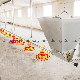 Poultry Farming Flooring Raising System for Broiler with Automatic Feeding Pan Line