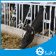  Cattle Feeding Equipment Cow Headlocks Customized Design for Dairy Farm for Sale