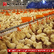 Broiler Chicken Floor Raising System for Poultry Farm