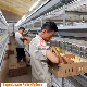 Environment Controlled Shed Broiler Poultry Farming Equipment for Meat Chicken manufacturer