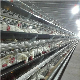  Automatic Layer Chicken Cages Automatic Egg Poultry Farming for Chicken