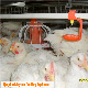 Automatic Pan Feeder Broiler Cage Line for Poultry Farm