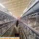 H-Frame Chicken Broiler Breeding Cage Bird Coop Poultry Farm Machinery