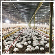 Automatic Chicken Broiler Flooring Ground Feeding Drinking Poultry Farm Equipment manufacturer