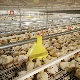 Battery Breeding Chicken Broiler Bird Cage Coop Poultry Farm Machinery