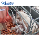  Hengyin Livestock Pig Farm Equipment Sows Farrowing Crate and Design Farrowing Crate