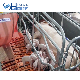 Hengyin Livestock Pig Farm Equipment Sows Farrowing Crate and Design Farrowing Crate