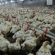 Good Quality Automatic Nipple Drinkers System for Poultry House