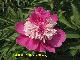  Hot Sell Different Size Multi-Color Big Flower Chinese Herb Peony Qi Hua Lu Shuang