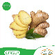  New Ginger Fresh Zingiber Wholesale From Chinese Suppliers for Fresh Red Ginger