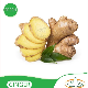 New Ginger Fresh Zingiber Wholesale From Chinese Suppliers for Fresh Red Ginger