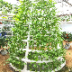  Hydroponics System for Greenhouse Garden Vegetable Fruit Flower Seeds Growing Nursery with Fish Vegetable Symbiosis Nutrient Solution