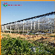 Xinhe Heating Solar Systems Used for Multi-Span Glass Greenhouse