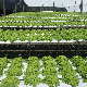  Nft Channel System Hydroponic Farming Nft Hydroponic System Professional China Manufacturer