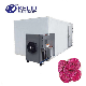 Pitaya Dehydrator Hot Air Drying Machine