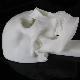 China Supplier SLA Resin Material for Preoperative Skull Planning 3D Printing