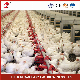  Bestchickencage Broiler Deep Litter System Free Sample China Hot-DIP Galvanized Material Chicken Feeding and Drinking System Deep Litter Manufacturing
