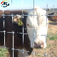  in Stock Fence Roll Cow Horse Cattle Garden Farm Field Protective Boundary Fence Mesh Hot DIP Galvanized Steel