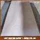 15mm Poplar or Hardwood Core Okoume Plywood Sheet Price