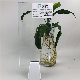 Pure Ultra-White Fish Tank Glass (PG-TP)