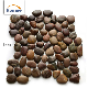 River Rock Tumbled Mix Color Marble Pebble Mosaic Tile